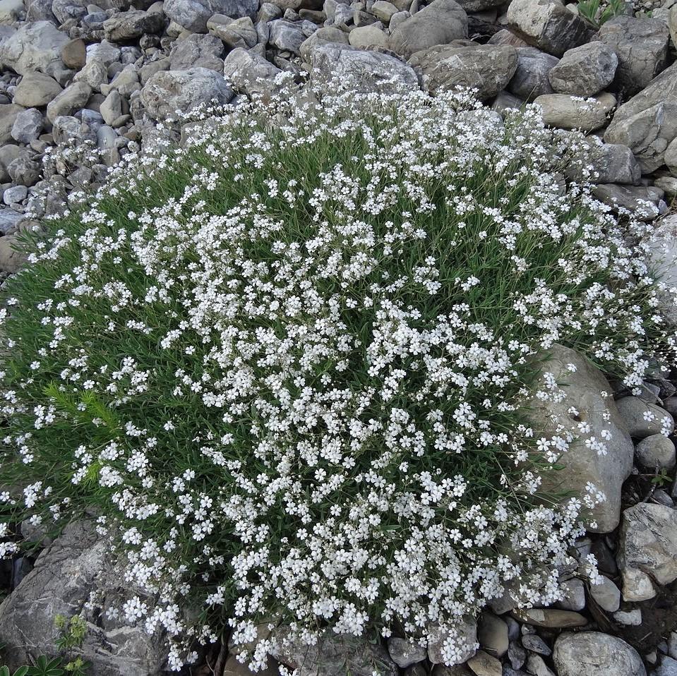 Gypsophila repens 'Alba' ~ White Creeping Baby's Breath-ServeScape