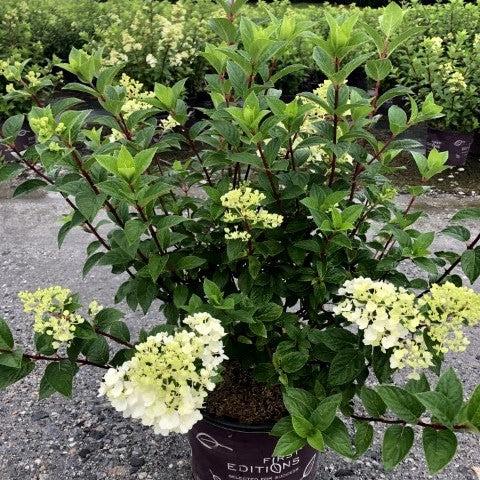 Hydrangea paniculata 'Rensun' PP 25,438 ~ First Editions® Strawberry Sundae® Hydrangea-ServeScape