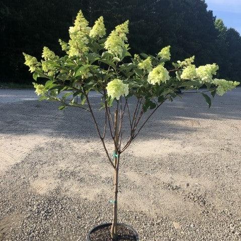 Hydrangea paniculata 'Renba' PP28,509 ~ First Editions® Berry White® Hydrangea-ServeScape