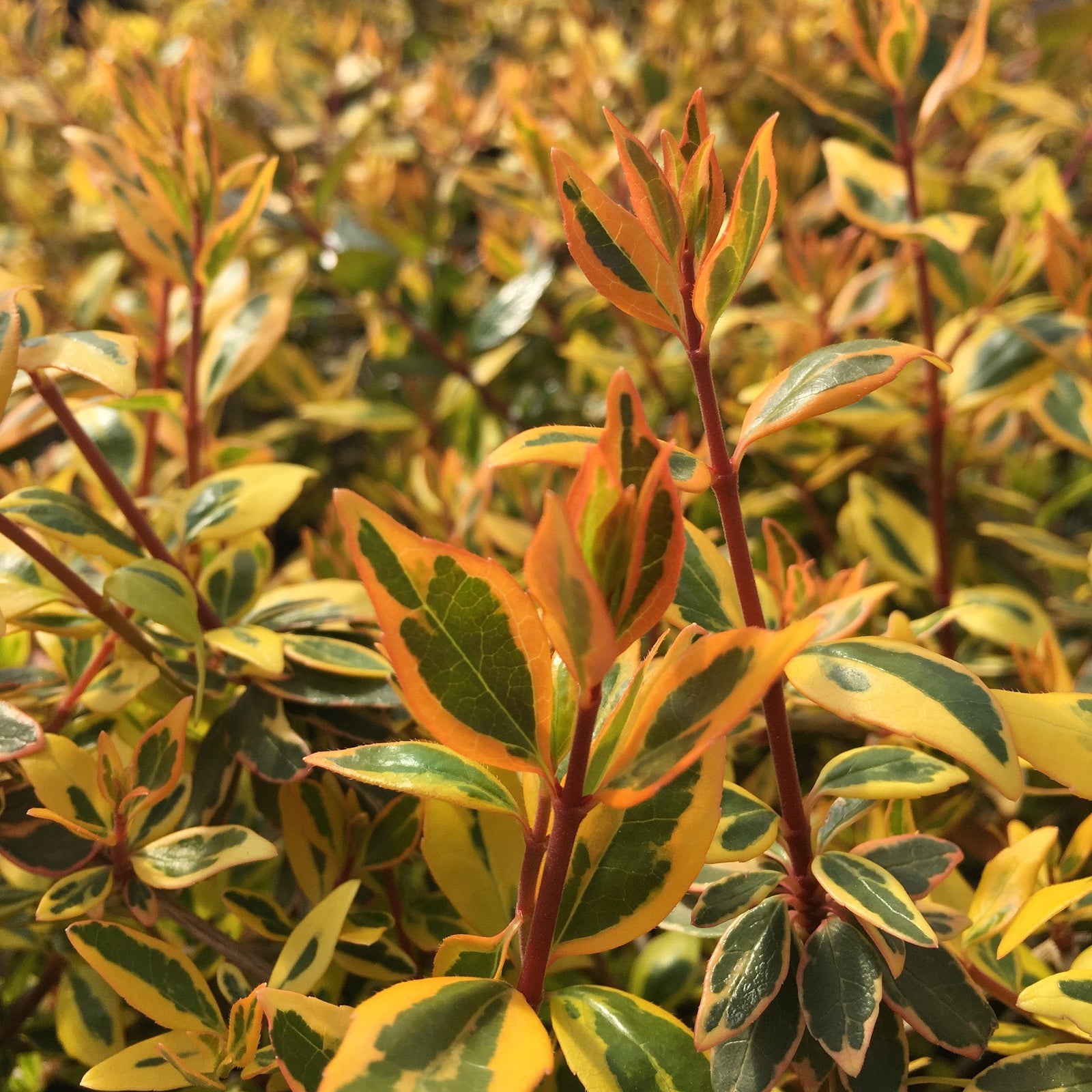 Abelia x grandiflora 'Gretoo' ~ Twist of Orange™ Abelia-ServeScape