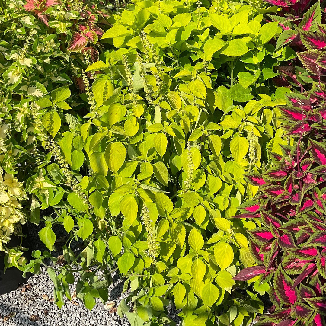 Solenostemon scutellarioides 'Main Street Chartres Street’ ~ Main Street Chartres Street™ Coleus-ServeScape