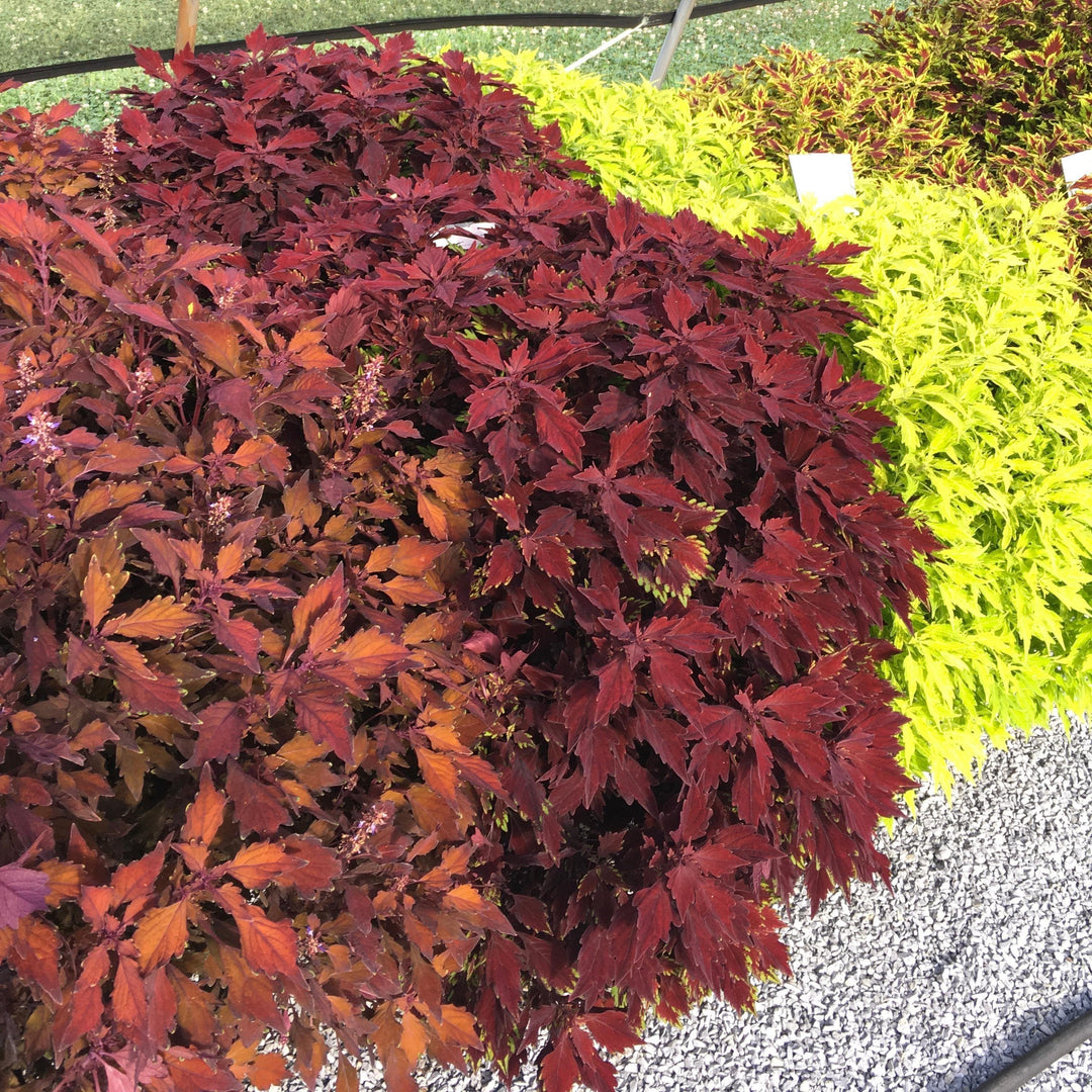 Solenostemon scutellarioides 'UF15-97-9’ ~ FlameThrower™ Salsa Rojo Coleus-ServeScape