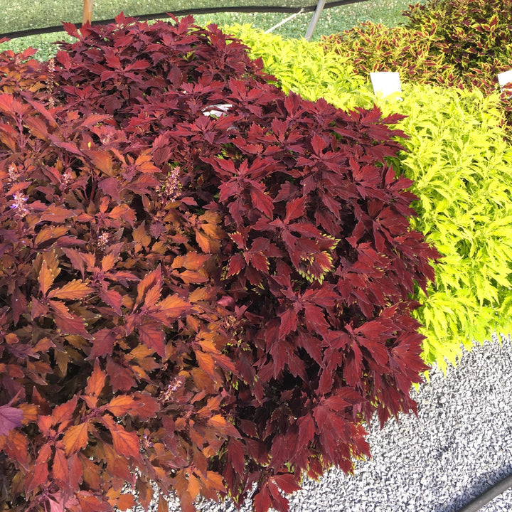 Solenostemon scutellarioides 'UF15-97-9’ ~ FlameThrower™ Salsa Rojo Coleus-ServeScape