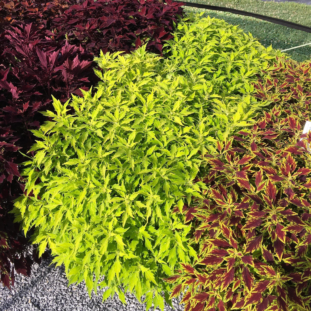 Solenostemon scutellarioides 'UF14-24-1’ ~ FlameThrower™ Salsa Verde Coleus-ServeScape