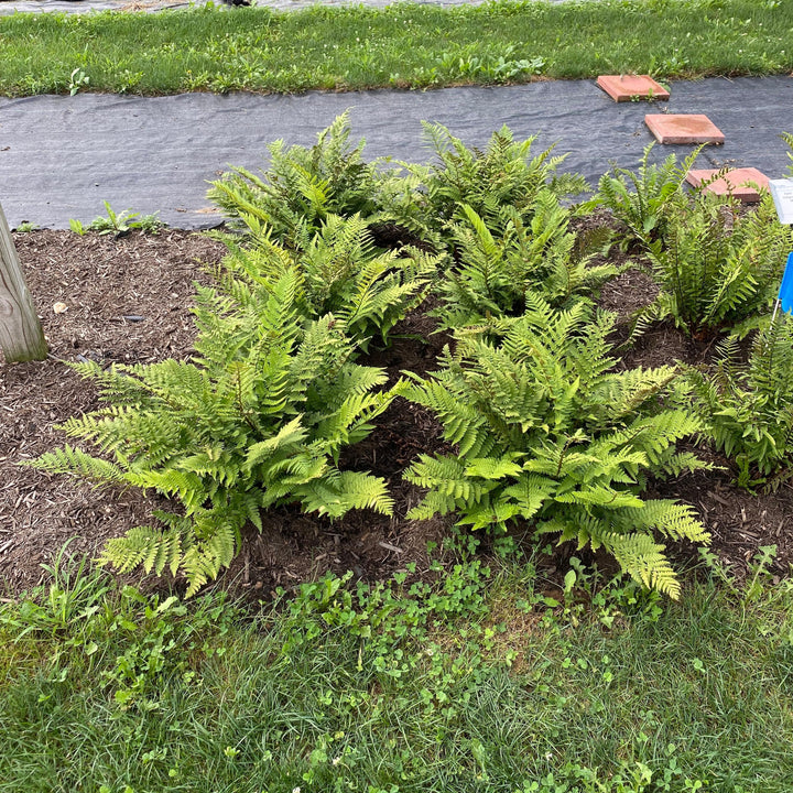 Dryopteris pulcherrima ~ Beautiful Wood Fern-ServeScape