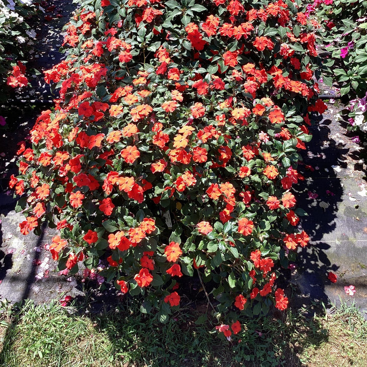Impatiens walleriana 'XDR Orange' ~ Imara™ XDR Orange Impatiens-ServeScape