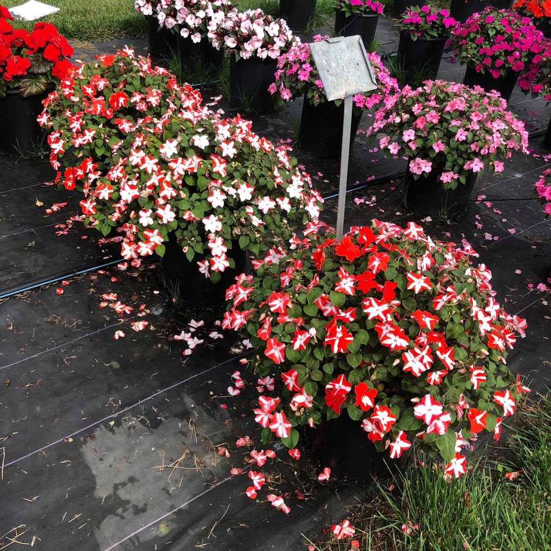 Impatiens walleriana 'XDR Orange Star' ~ Imara™ XDR Orange Star Impatiens-ServeScape