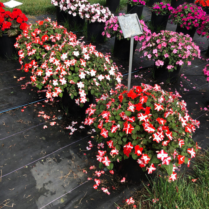 Impatiens walleriana 'XDR Orange Star' ~ Imara™ XDR Orange Star Impatiens-ServeScape