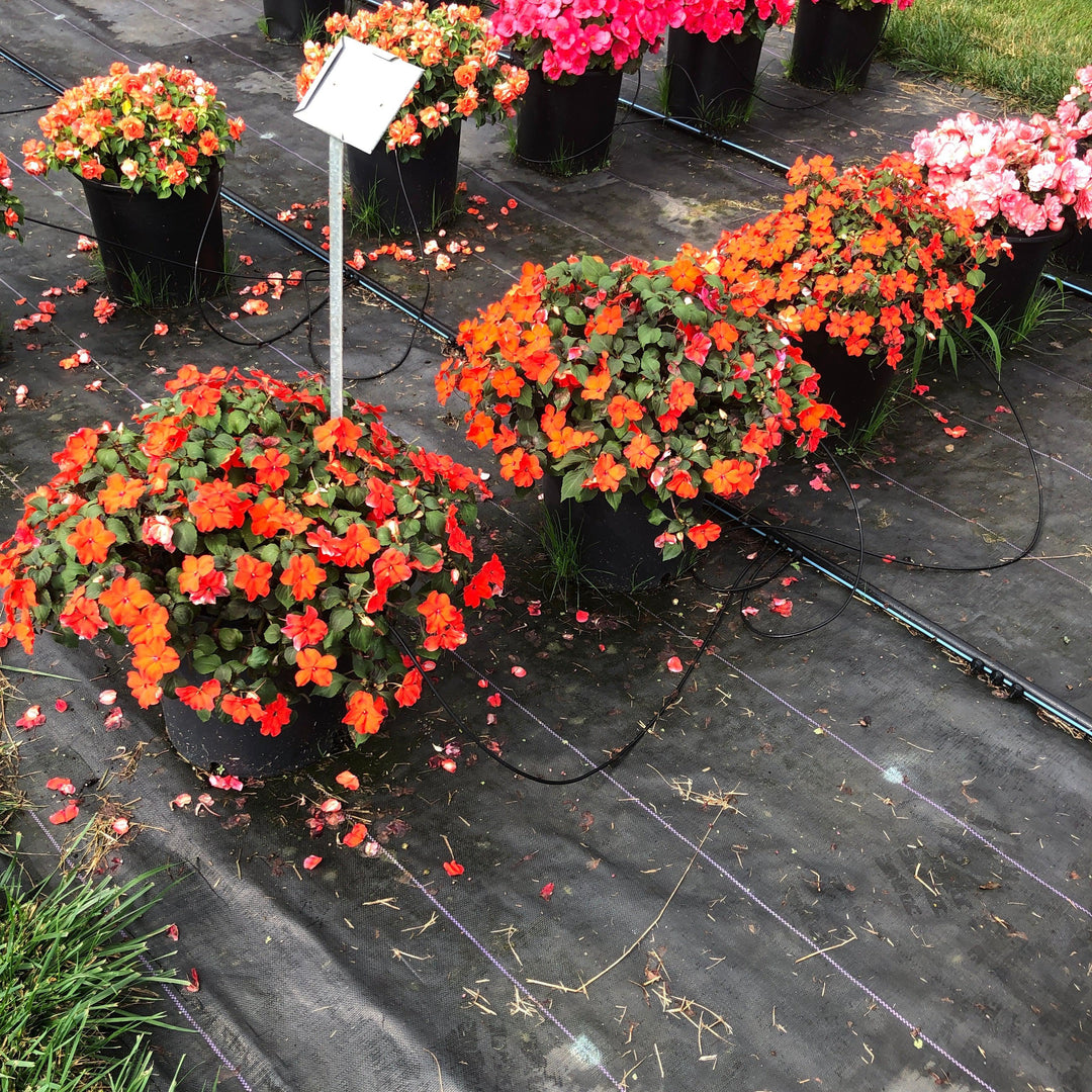 Impatiens walleriana 'XDR Orange' ~ Imara™ XDR Orange Impatiens-ServeScape