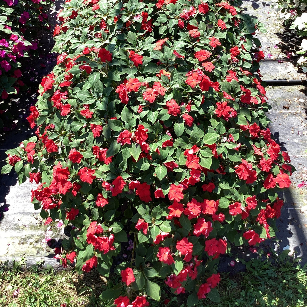 Impatiens walleriana 'XDR Red' ~ Imara™ XDR Red Impatiens-ServeScape