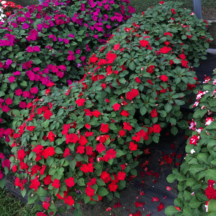 Impatiens walleriana 'XDR Red' ~ Imara™ XDR Red Impatiens-ServeScape
