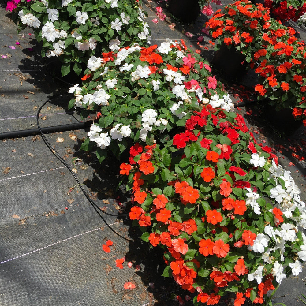 Impatiens walleriana 'Beacon Formula Mixture' ~ Beacon® Formula Mixture Impatiens-ServeScape