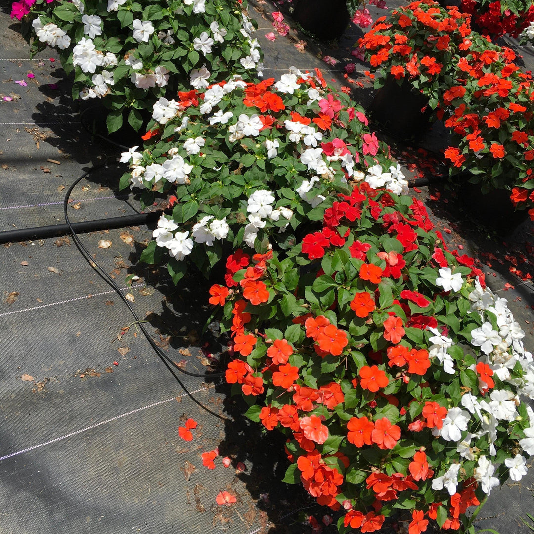 Impatiens walleriana 'Beacon Formula Mixture' ~ Beacon® Formula Mixture Impatiens-ServeScape