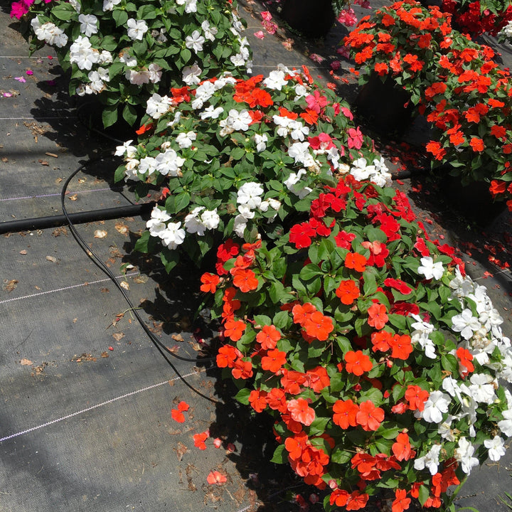 Impatiens walleriana 'Beacon Formula Mixture' ~ Beacon® Formula Mixture Impatiens-ServeScape