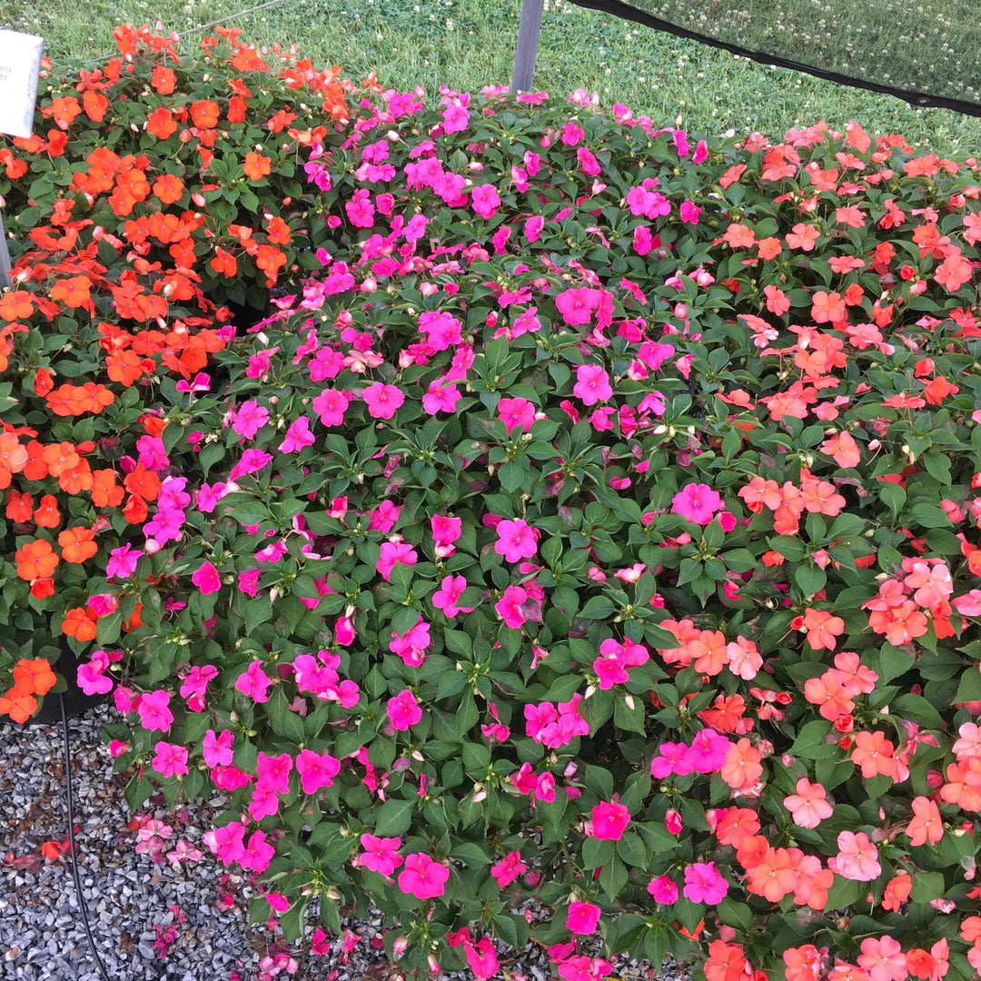 Impatiens walleriana 'PAS1377332' ~ Beacon® Rose Impatiens-ServeScape