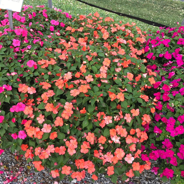 Impatiens walleriana 'PAS1357835' ~ Beacon® Salmon Impatiens-ServeScape