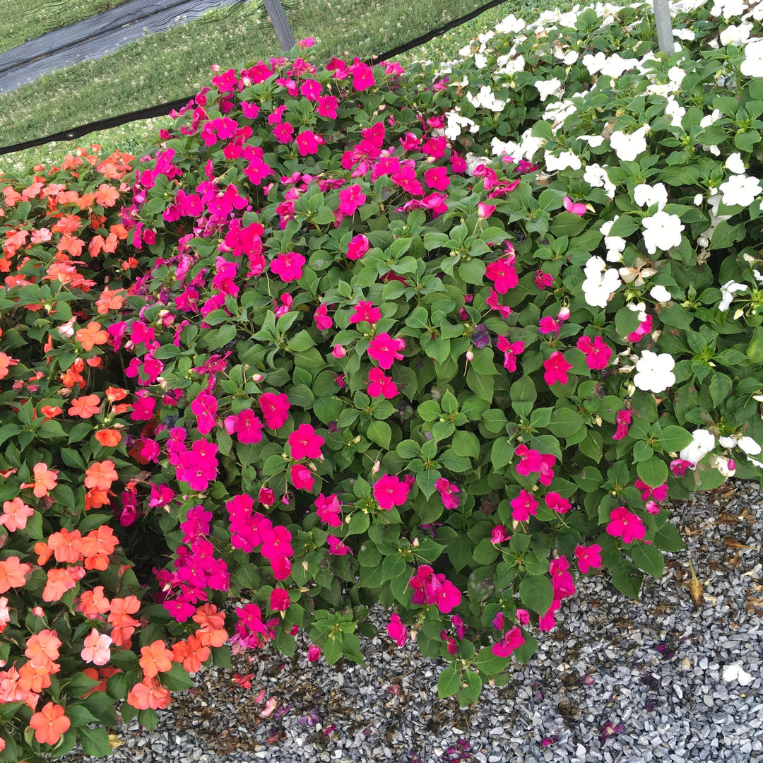 Impatiens walleriana 'PAS1357834' ~ Beacon® Violet Shades Impatiens-ServeScape