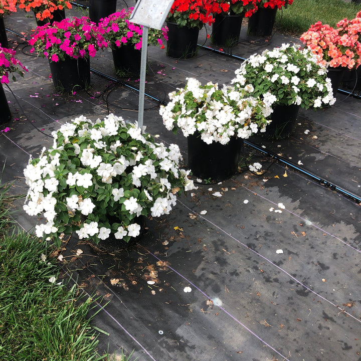 Impatiens walleriana 'PAS1357832' ~ Beacon® White Impatiens-ServeScape