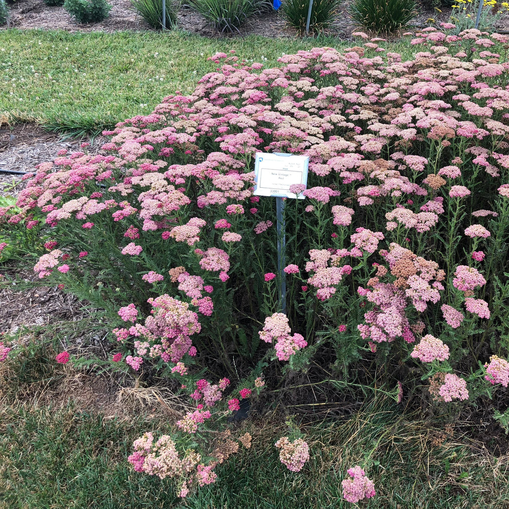 Achillea millefolium 'Balvinred' PP25618~ New Vintage™ Red Yarrow-ServeScape