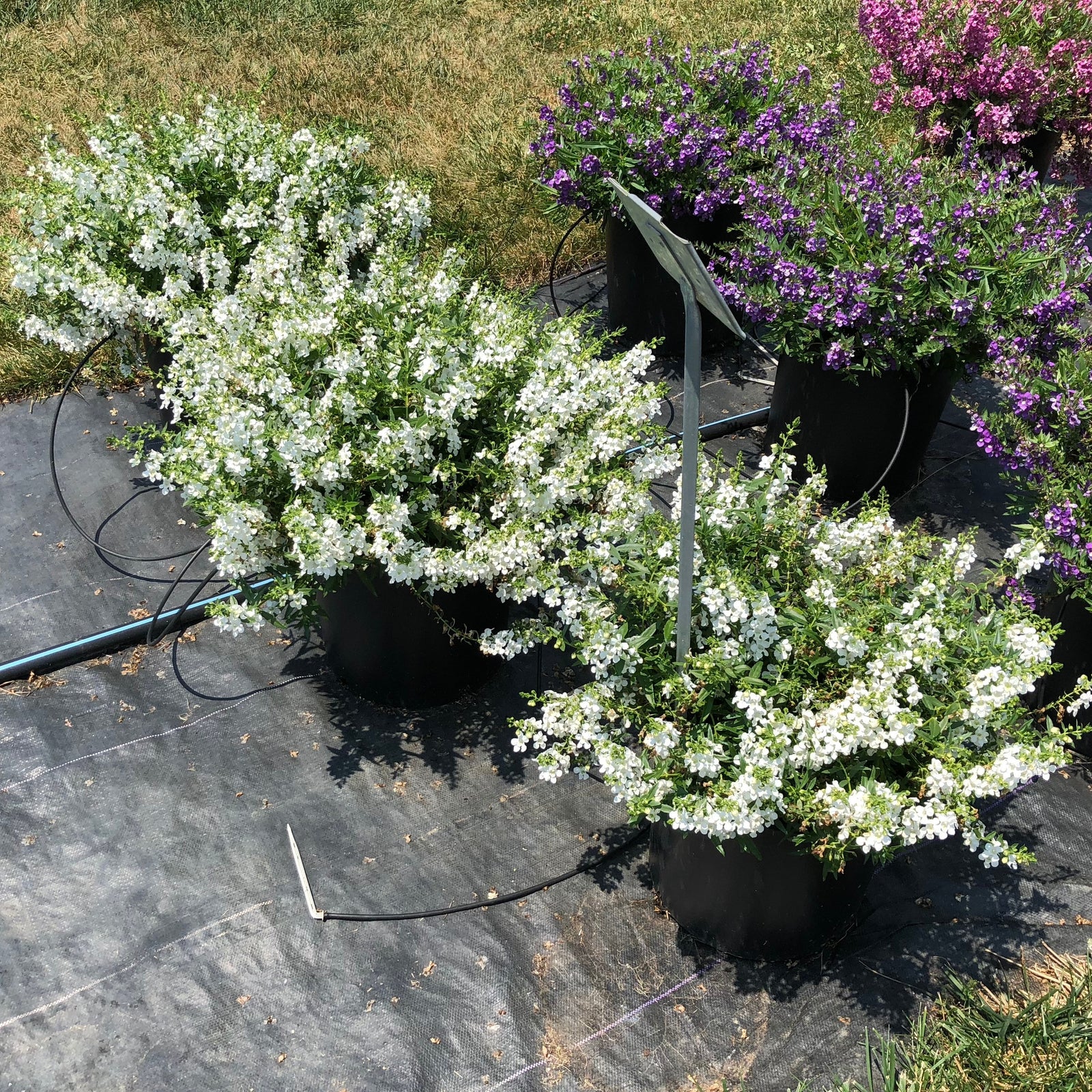 Angelonia angustifolia 'Balangspri' ~ AngelMist® Spreading White Summer Snapdragon-ServeScape