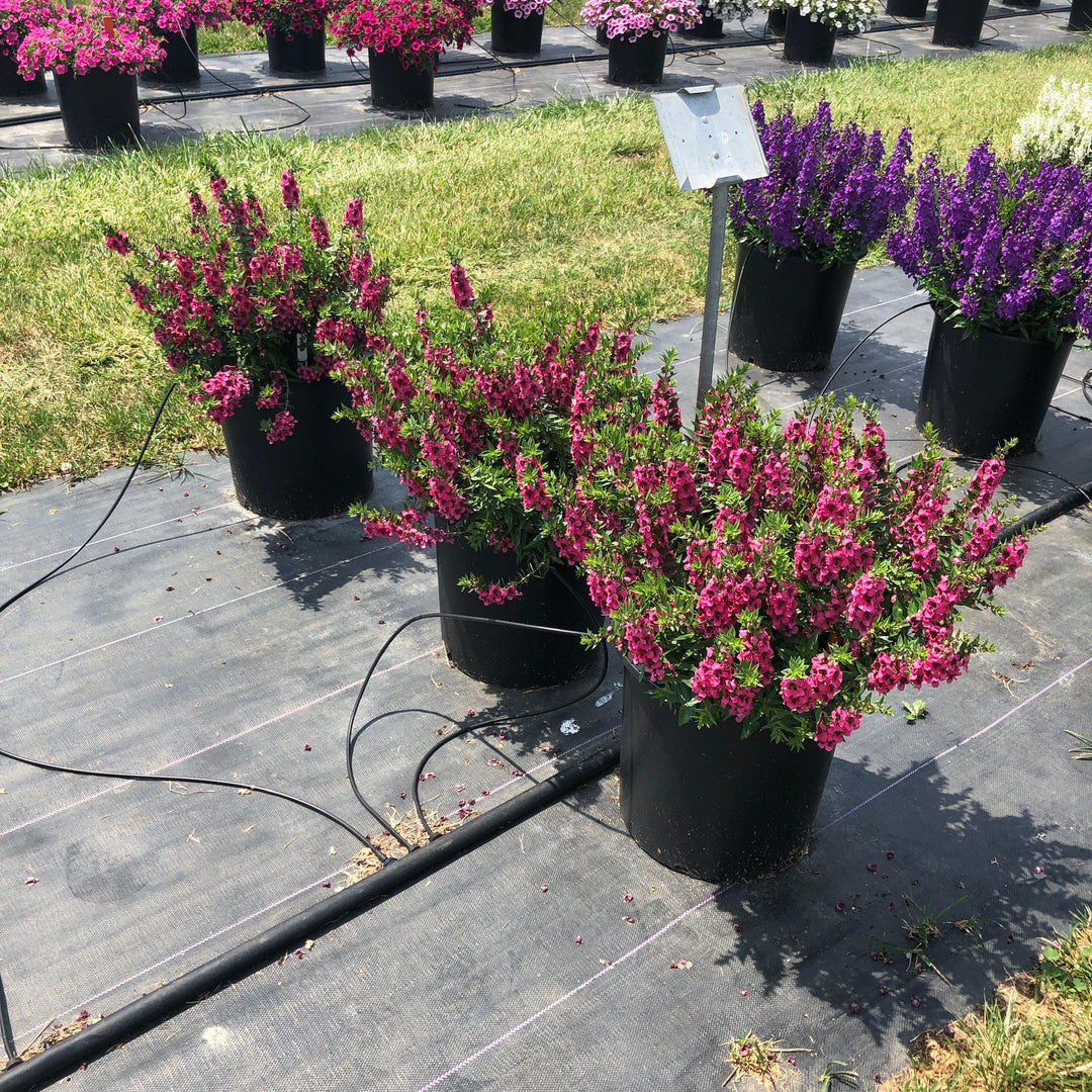 Angelonia angustifolia 'Carita Raspberry' ~ Carita™ Raspberry Summer Snapdragon-ServeScape