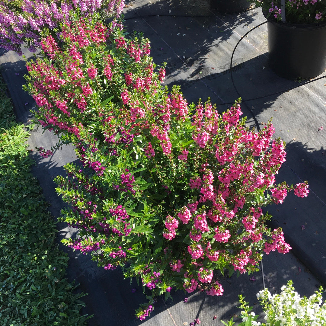 Angelonia angustifolia 'PAS1141456' ~ Serenita® Rose Summer Snapdragon-ServeScape