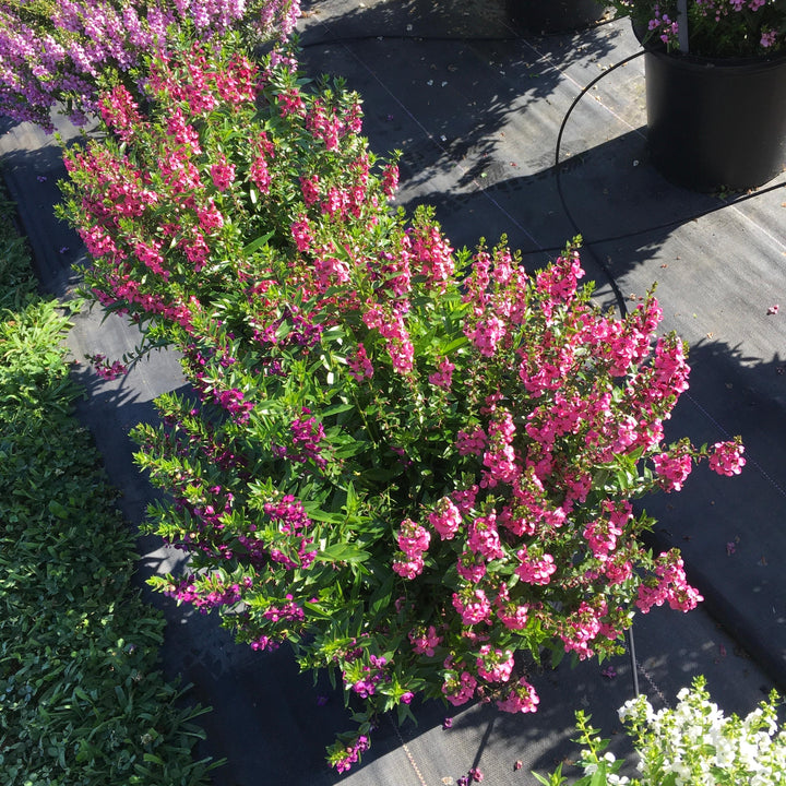 Angelonia angustifolia 'PAS1141456' ~ Serenita® Rose Summer Snapdragon-ServeScape