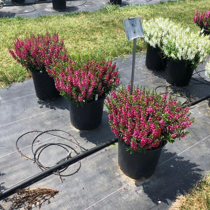 Angelonia angustifolia 'PAS1141456' ~ Serenita® Rose Summer Snapdragon-ServeScape