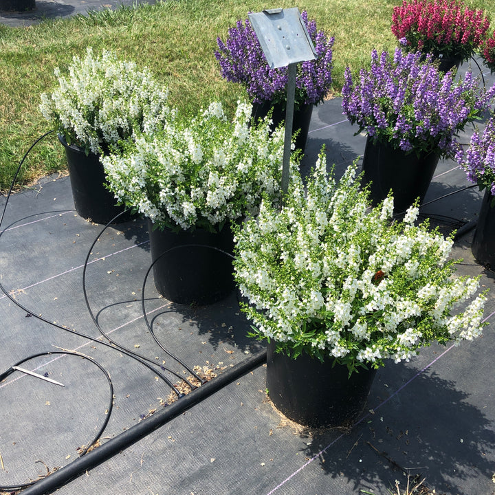 Angelonia angustifolia 'PAS811168' ~ Serenita® White Summer Snapdragon-ServeScape