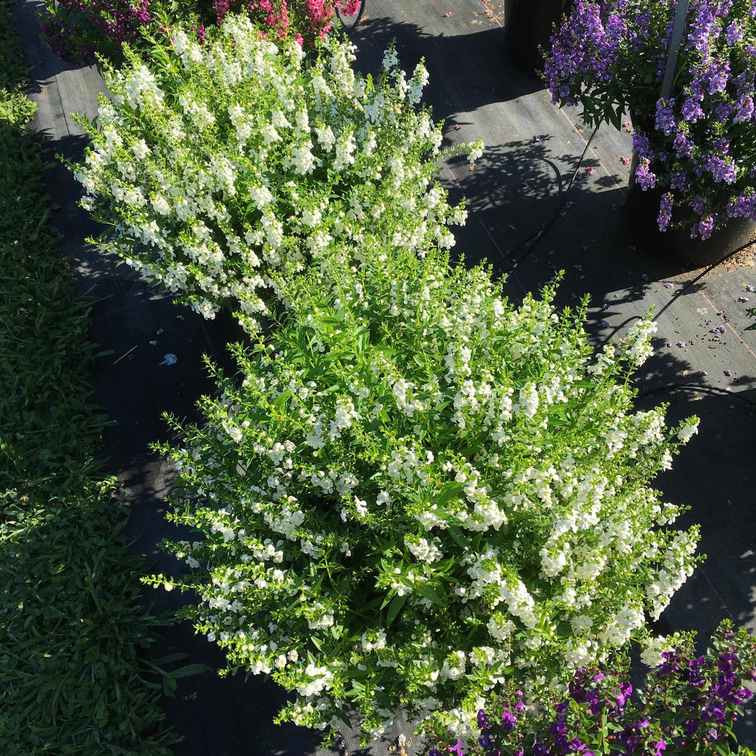 Angelonia angustifolia 'PAS811168' ~ Serenita® White Summer Snapdragon-ServeScape