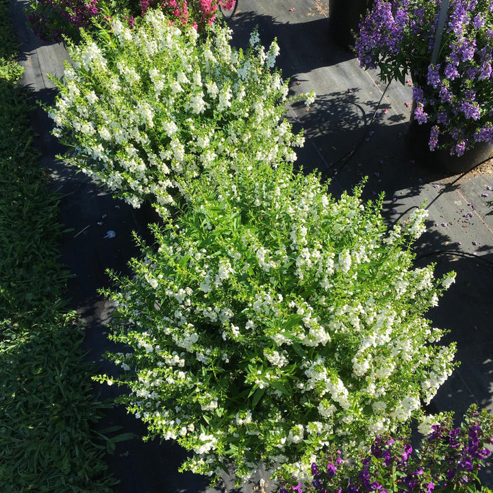 Angelonia angustifolia 'PAS811168' ~ Serenita® White Summer Snapdragon-ServeScape