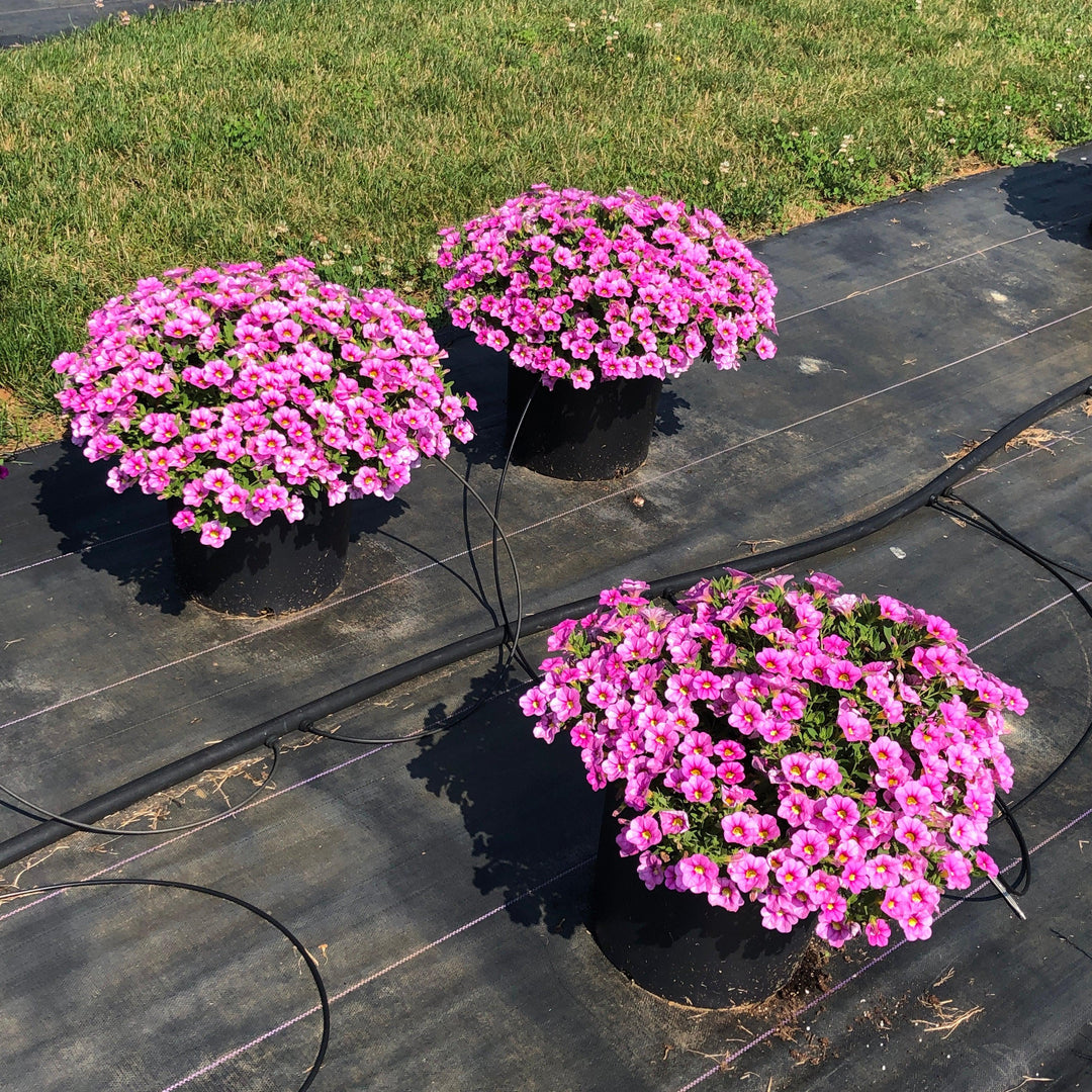 Calibrachoa 'Calitastic Ballerina' ~ Calitastic® Ballerina Calibrachoa-ServeScape