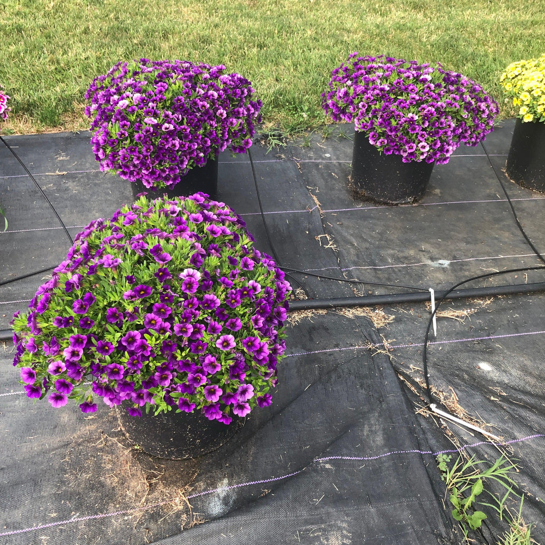 Calibrachoa 'Balcongarlu' ~ Conga™ Dark Blue Calibrachoa-ServeScape