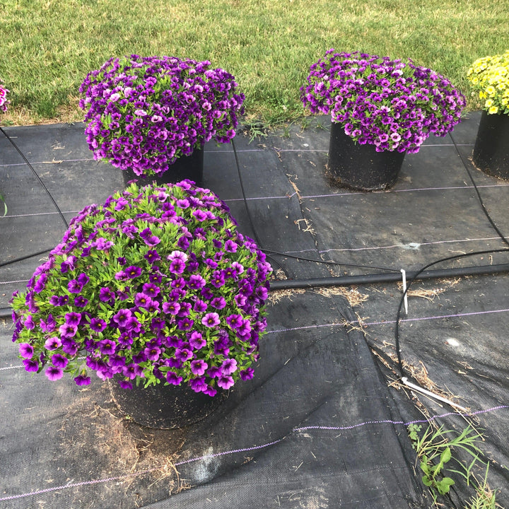 Calibrachoa 'Balcongarlu' ~ Conga™ Dark Blue Calibrachoa-ServeScape