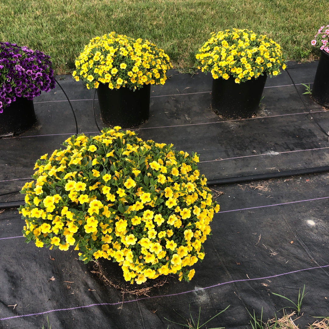Calibrachoa 'Balcongdel' ~ Conga™ Deep Yellow Calibrachoa-ServeScape