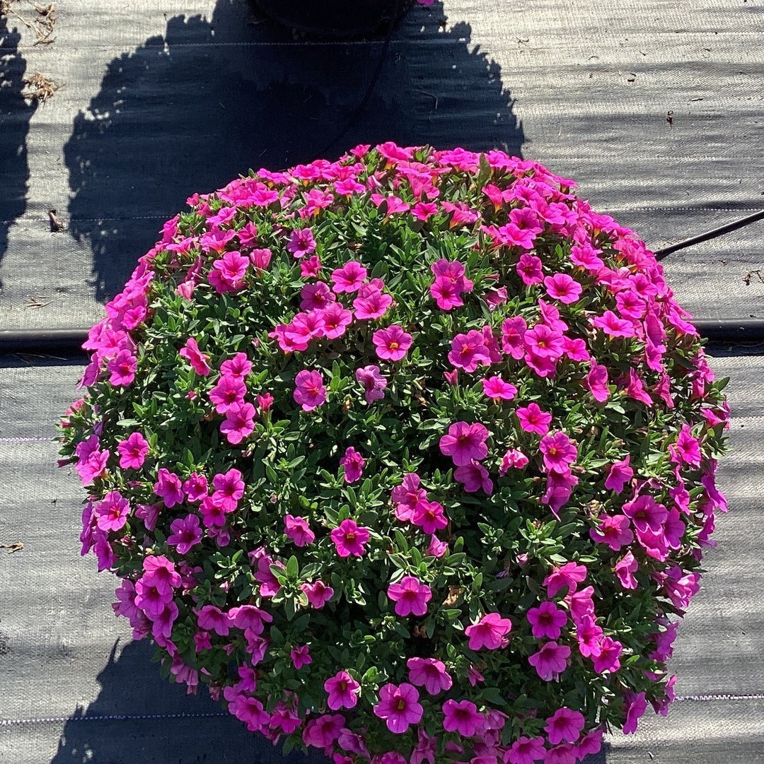 Calibrachoa 'Balcongpik246' ~ Conga™ Pink Kiss Calibrachoa-ServeScape