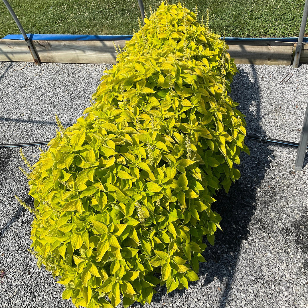 Solenostemon scutellarioides 'Main Street Chartres Street’ ~ Main Street Chartres Street™ Coleus-ServeScape