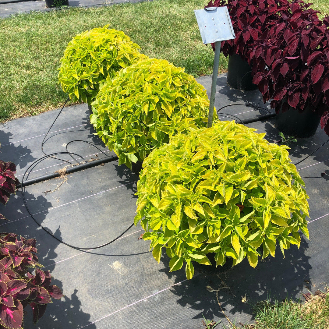 Solenostemon scutellarioides 'Main Street Chartres Street’ ~ Main Street Chartres Street™ Coleus-ServeScape