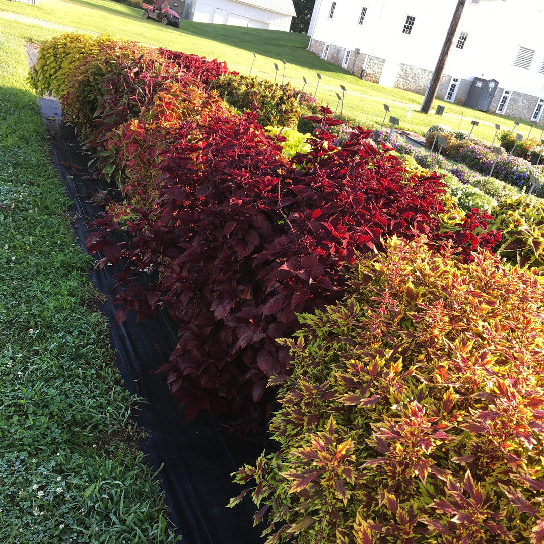 Solenostemon scutellarioides 'Main Street Beale Street’ ~ Main Street Beale Street™ Coleus-ServeScape