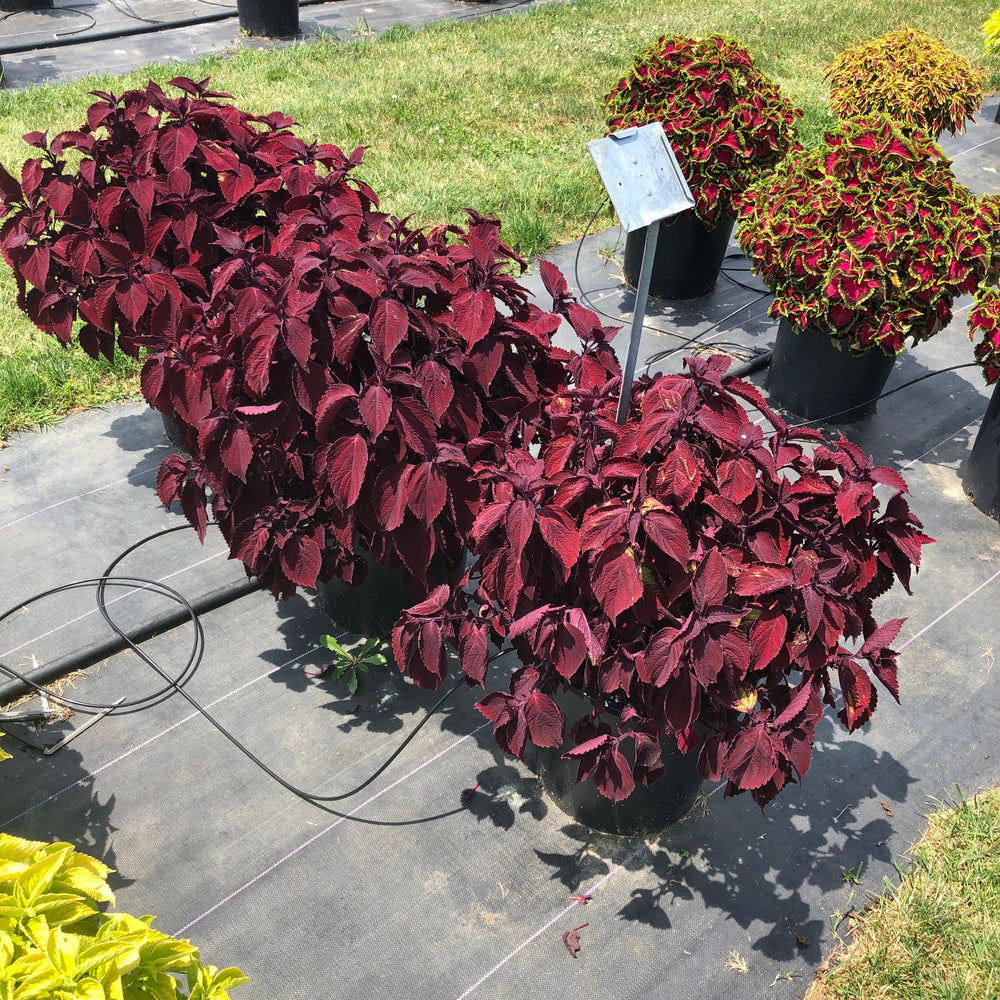 Solenostemon scutellarioides 'Main Street Beale Street’ ~ Main Street Beale Street™ Coleus-ServeScape