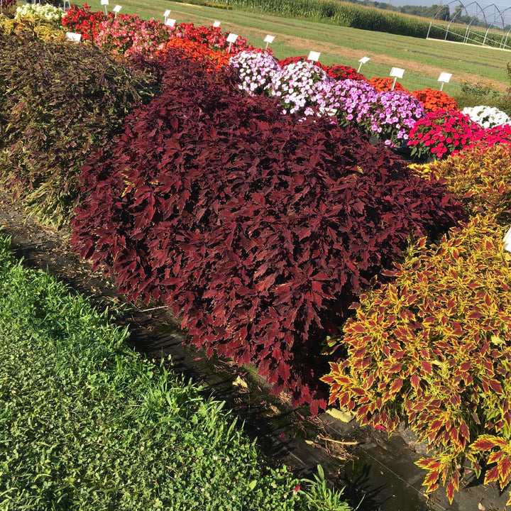 Solenostemon scutellarioides 'UF15-97-9’ ~ FlameThrower™ Salsa Rojo Coleus-ServeScape