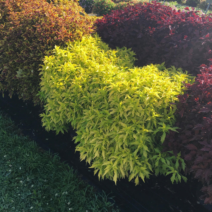 Solenostemon scutellarioides 'UF14-24-1’ ~ FlameThrower™ Salsa Verde Coleus-ServeScape