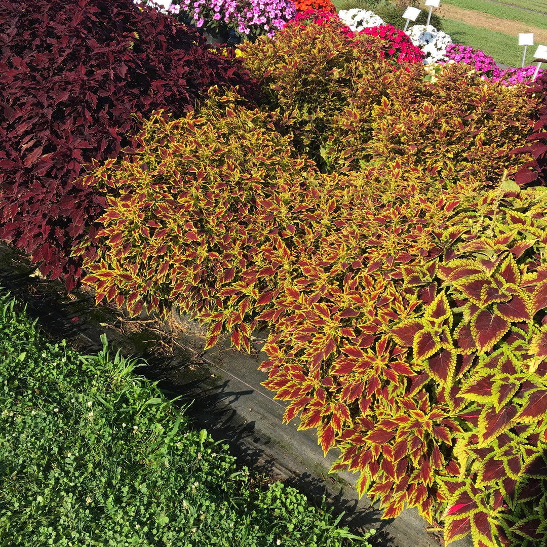 Solenostemon scutellarioides 'UF15-6-28’ ~ FlameThrower™ Serrano Coleus-ServeScape