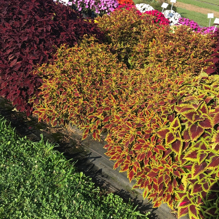 Solenostemon scutellarioides 'UF15-6-28’ ~ FlameThrower™ Serrano Coleus-ServeScape