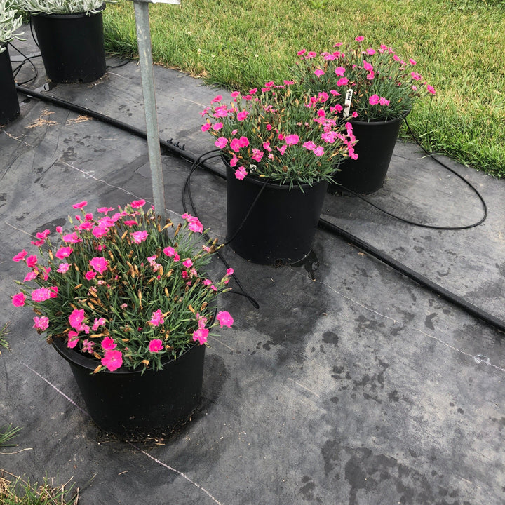 Dianthus 'Uribest52' PP #28,239 Vivid™ Bright Light ~ Vivid™ Bright Light Dianthus-ServeScape