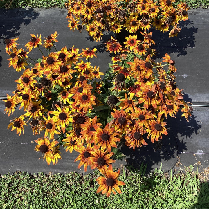 x echibeckia 'Summerina Sunbeat' ~ Summerina® Sunbeat Echibeckia-ServeScape