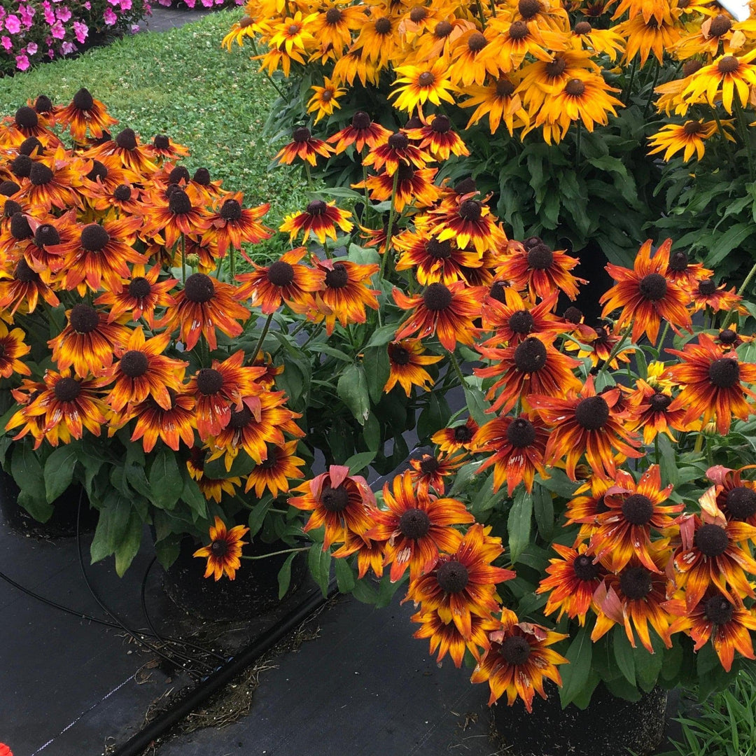 x echibeckia 'Summerina Sunbeat' ~ Summerina® Sunbeat Echibeckia-ServeScape