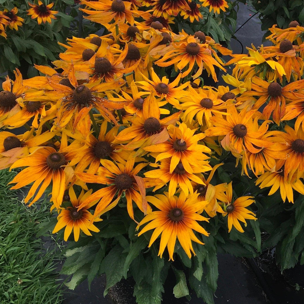 x echibeckia 'Summerina Sunchaser' ~ Summerina® Sunchaser Echibeckia-ServeScape