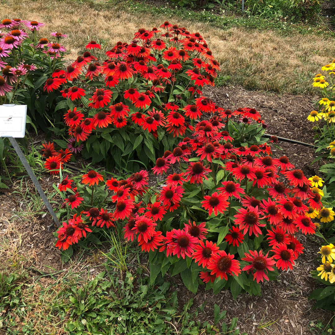 Echinacea x 'Balsomanita' PPAF ~ Sombrero® Sangrita Coneflower-ServeScape