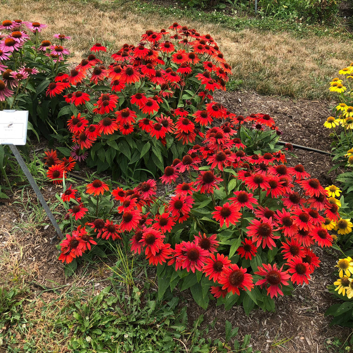 Echinacea x 'Balsomanita' PPAF ~ Sombrero® Sangrita Coneflower-ServeScape